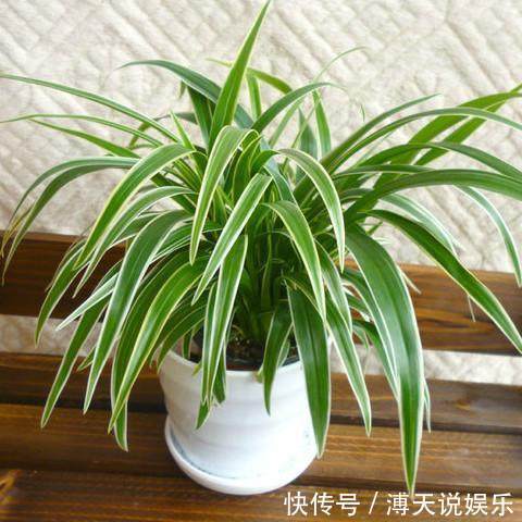 别乱养花，要养就养它，“镇宅辟邪”旺财、养人，有钱人都在养