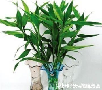 养花|养花先“养根”,君子兰富贵竹“喂点料”,白根呼呼冒,轻松爆盆!