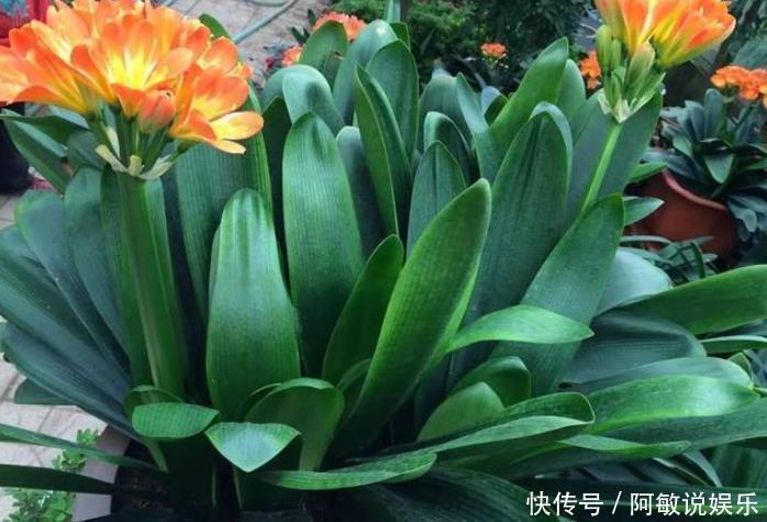 花芽|你养的君子兰开花了吗？多做4个“小动作”，想要开花很简单