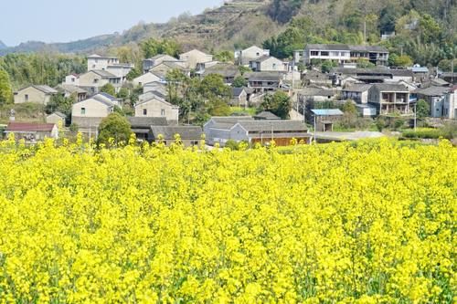 宁波有个古村落，高山梯田油菜花开得正艳，是春天赏花的好去处