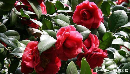 3种漂亮花，号称“勤花小能手”，皮实又好养，冻一冻色艳香浓！