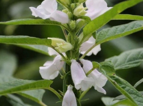 芝麻叶|农村常见的叶子,男士吃了有劲,女士吃了美容,城里人到现在才知