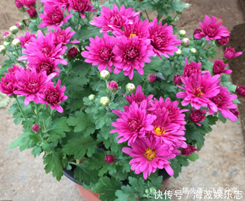 姬小菊|四种菊花比长寿花漂亮10倍,全年循环开花,从年初赏到年尾