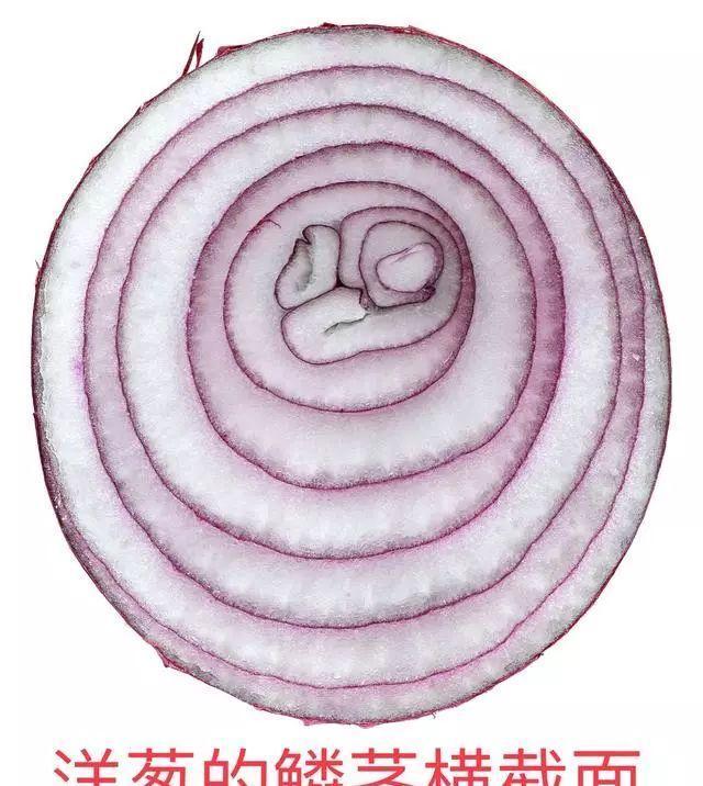 仙客来|想要养好球根花卉,这4点要注意,赶紧学起来,每年都可以开花