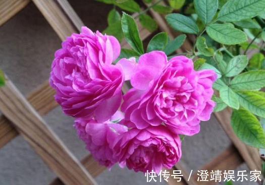 此“2种壳”,丢掉就浪费了,留下来“养花”,花卉根系窜满盆!