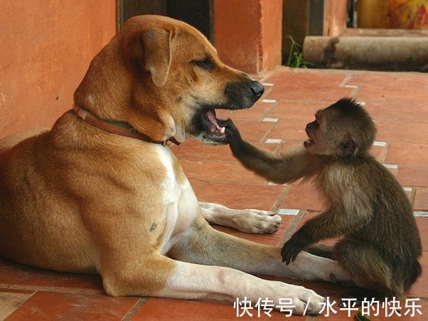 |开心一刻：吃饭不宜看，容易喷饭的搞笑图片，喜欢的请收藏