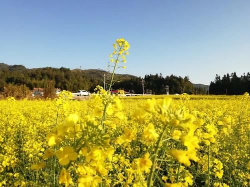 中年|踏青！仙游“小婺源”新春引客来