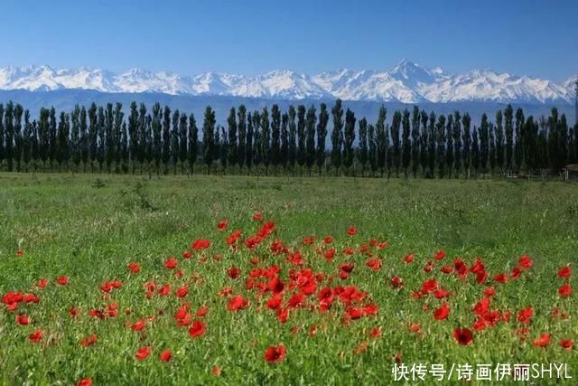 5月伊犁的草原山花烂漫，天山红花无疑是其中最靓丽的一道风景