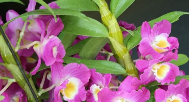 新手养花,就养花开红艳,直接爆园的花卉,一开半年!