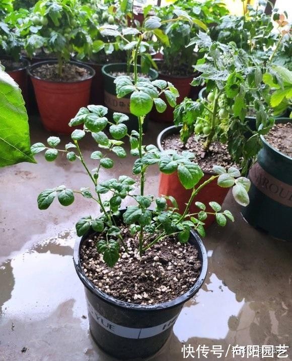 秋季来临,月季花的叶子开始脱落,先把叶子给撸掉,保留养分