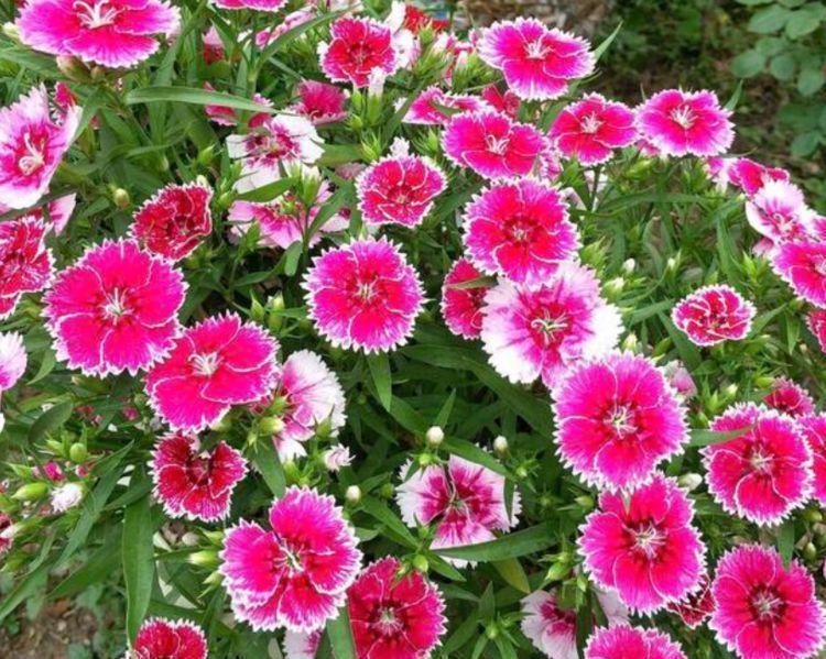 家里养4种花,沾土就活,一养就养爆,直接变成“小花园”