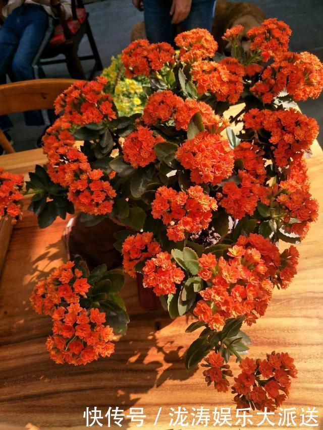 浇水|进入6月,养长寿花蟹爪兰“剪几刀”,喂点小颗粒,到了9月蹭蹭长