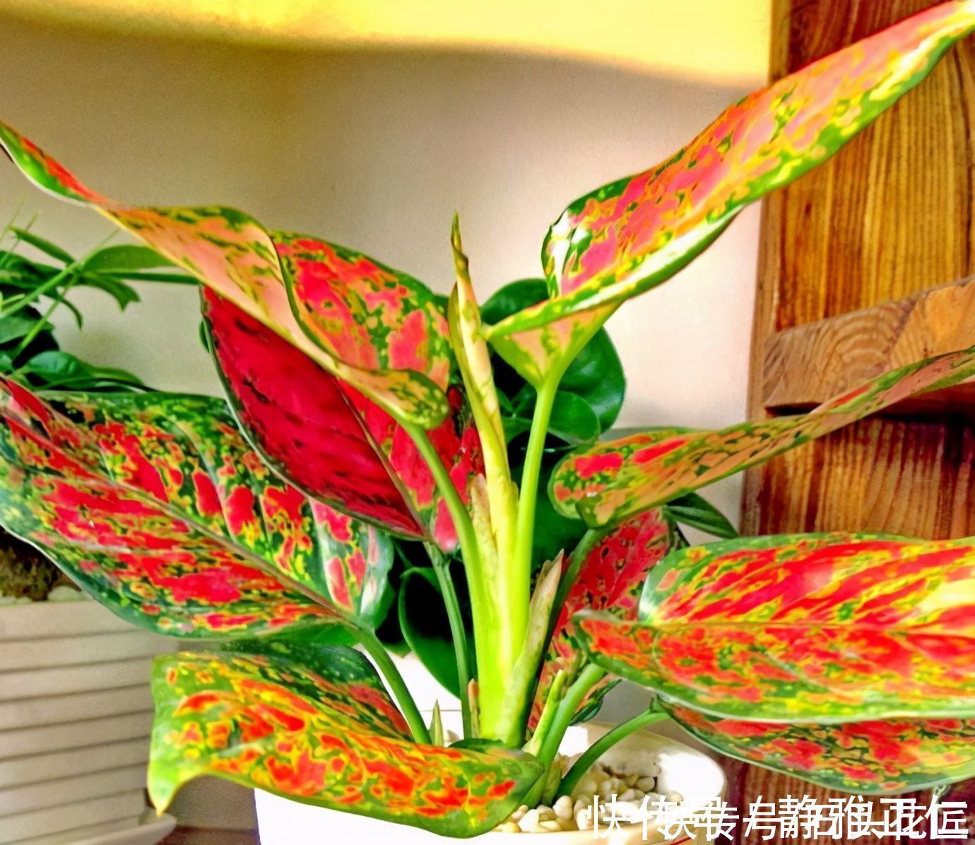 养文竹|都说冬天要“少浇水”，家里有“4种花”要勤浇水，预防黄叶