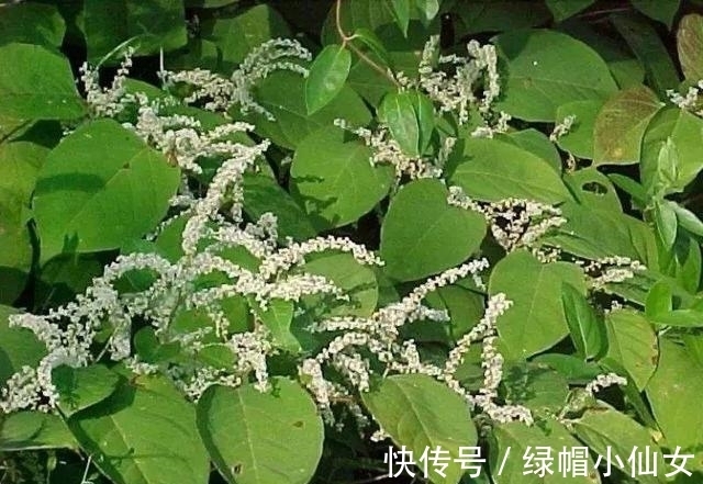 “外星入侵者”,能让房价暴跌80%,看到它长在墙上,立马拔掉