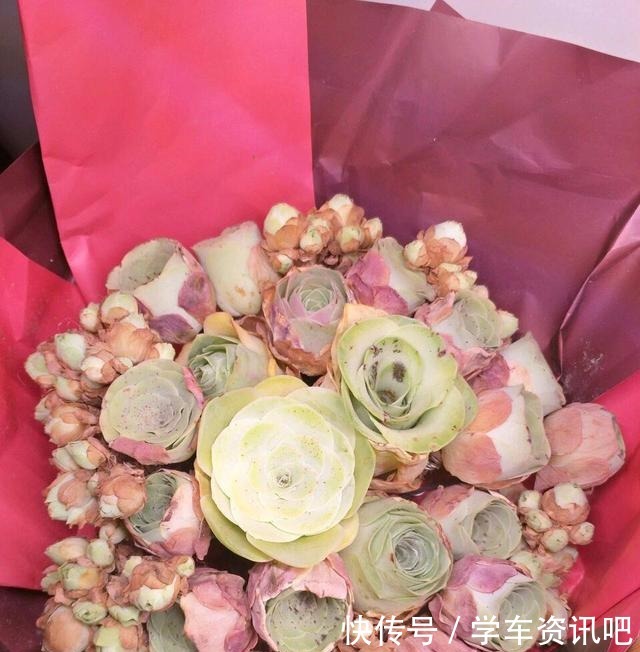 1种多肉“玫瑰”,做成“手捧花”高颜值,养成老桩更加漂亮!