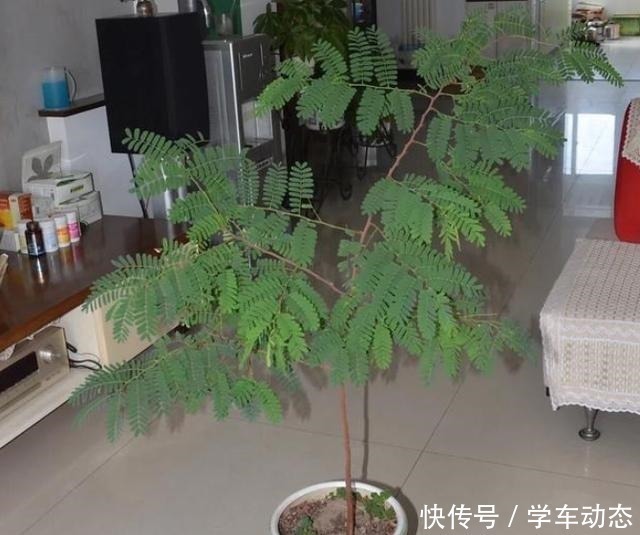 发财树|3类种子得捡回家,冬天将它扔水里,呼呼长成漂亮的绿植盆栽!