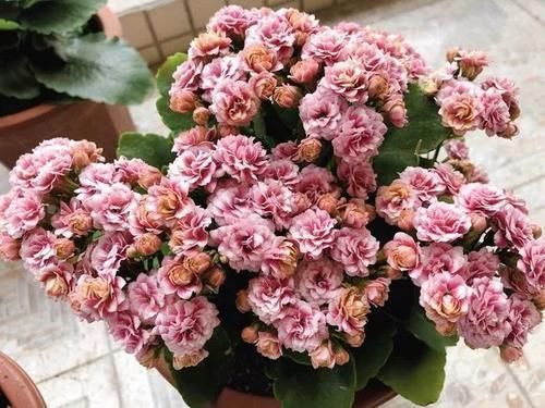 长寿花|冬天长寿花千万别放3处,不然开花少,甚至不开花!别忽视!