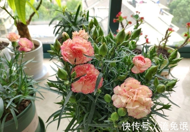 几种花卉花养在家里，妖艳妖娆，层层交叠，烂漫迷人眼