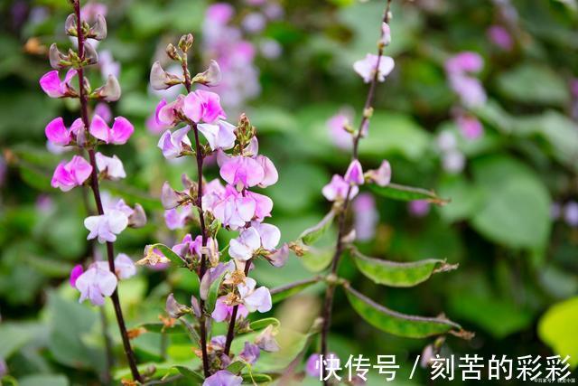 梁文君@「七律」忆老家文梁文君