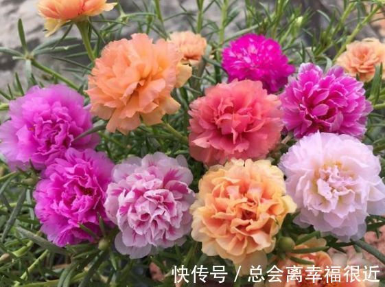 养花就养这几款,全年开花不停,花香四溢飘满屋,美爆了