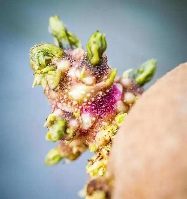 生物|土豆发芽有多恐怖!26张照片告诉你,它才是这个星球最神奇生物