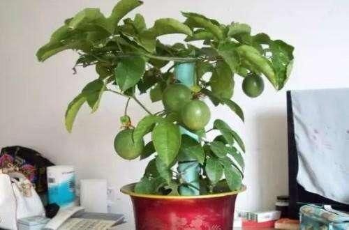 发芽|此2种果核扔盆里，10天发芽，2月长成盆栽，来年硕果累累