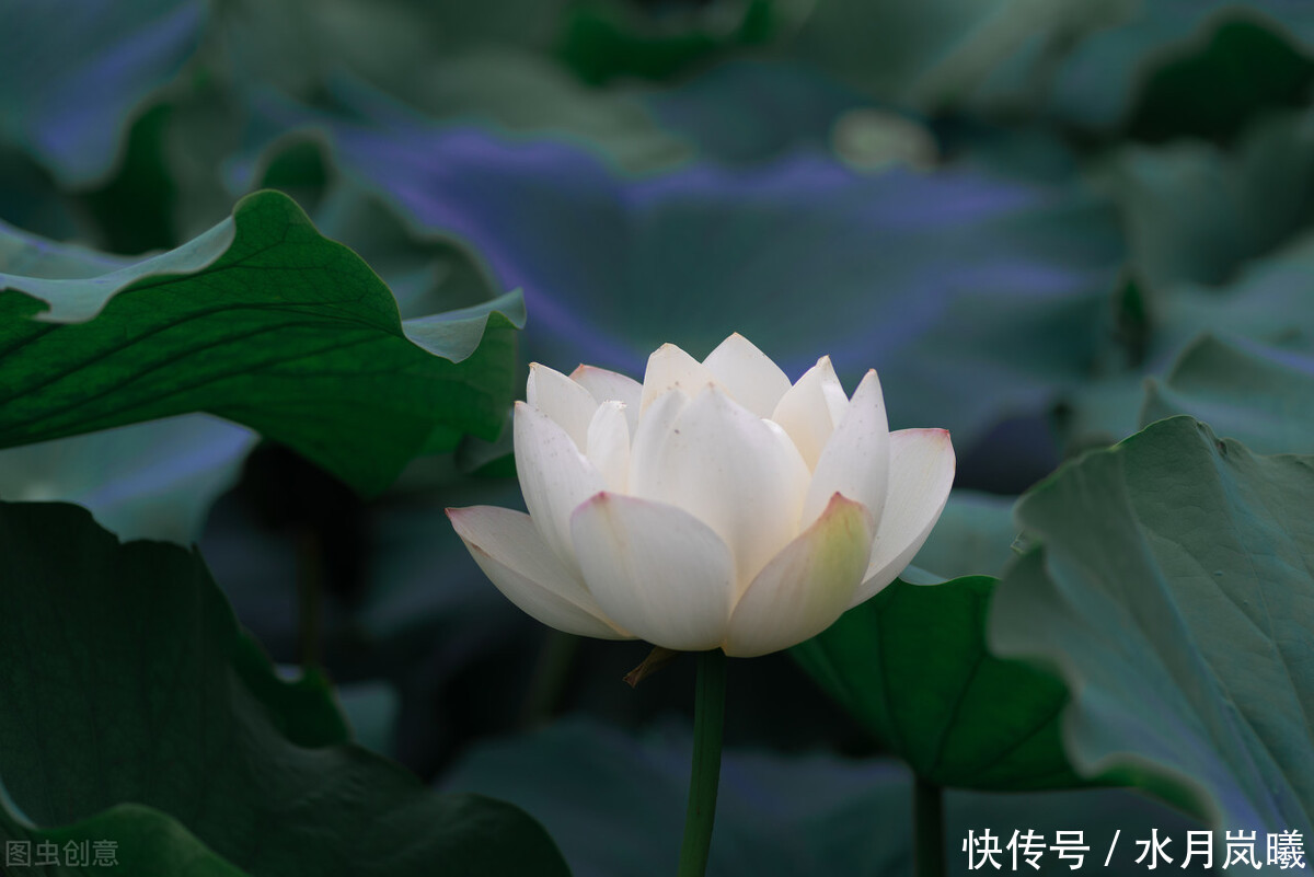  天涯|一诺倾城，一生天涯，谁的微雨落花里，半枕惆怅旧梦