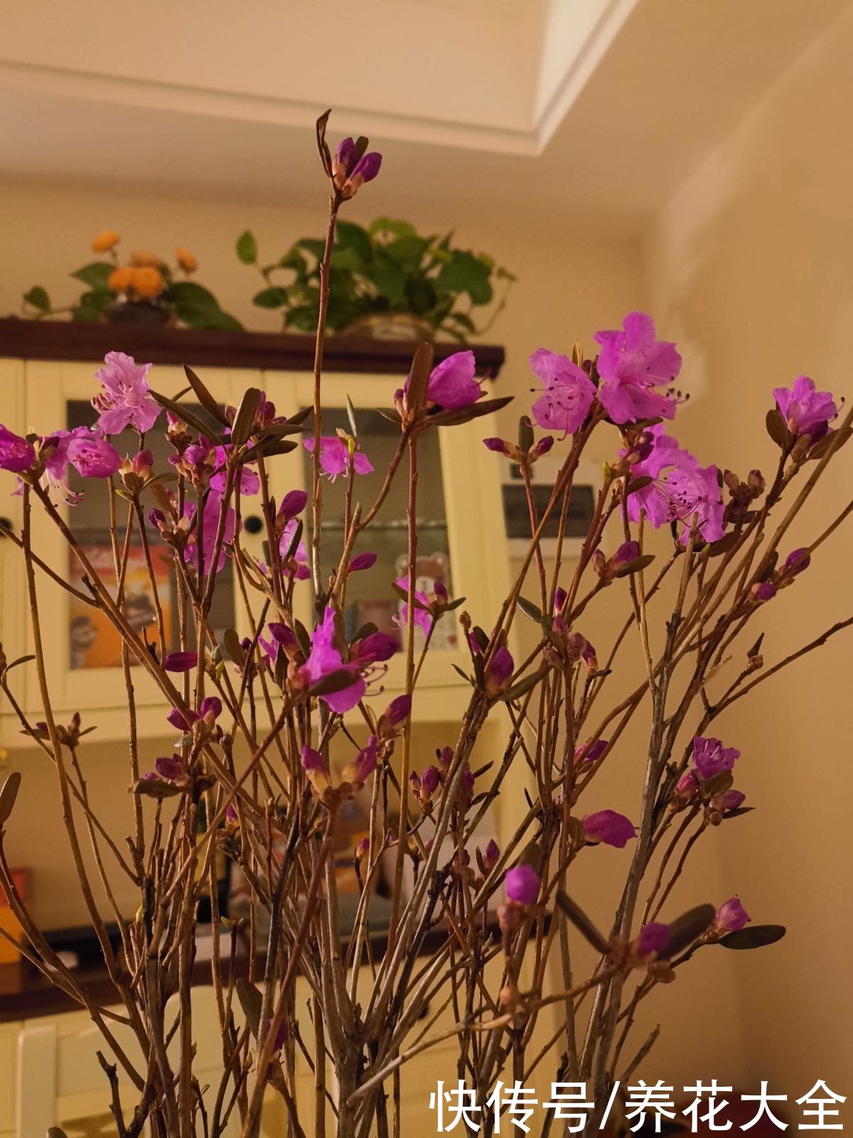 花市看见干枝杜鹃,为了良心,千万别买