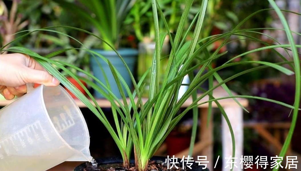 黄叶|兰花怕浇“3种水”,浇完黄叶又烂根,大部分花友都用错了