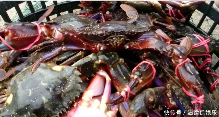 海蟹|开海后常见的海蟹种类有哪些哪种螃蟹最好吃