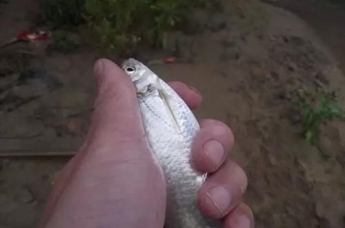 河里的这种鱼吃钩凶猛,肉质鲜嫩,用来香煎是下酒的一道好菜!