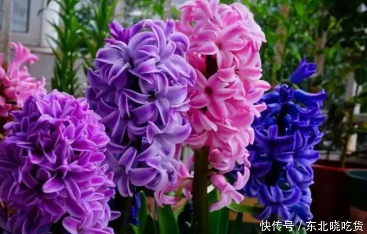 此款花卉,好养易爆盆,养在家里繁花似锦,满屋飘香