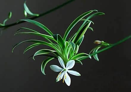 让吊兰疯狂抽藤开花,给你说个小方法