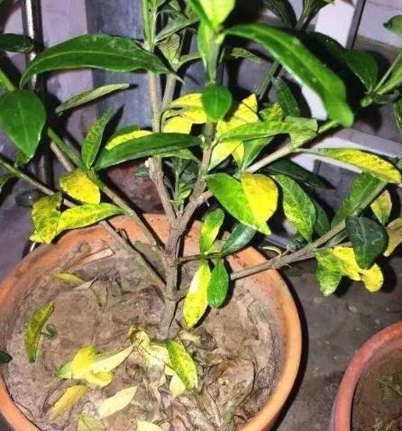 天暖了，“2种”水别拿来浇花，浇一盆死一盆，莫忽视