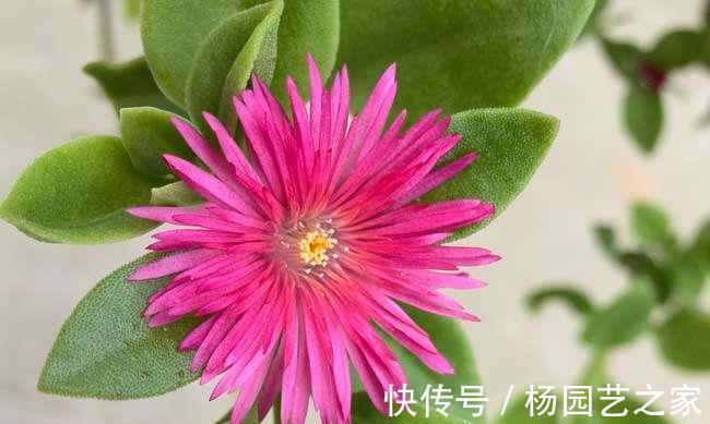 甜梦|养花,植株低矮,分枝多,花开满枝头,漂亮又好养