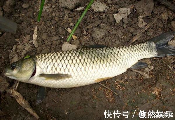 饵料|蚯蚓被誉为“万能饵料”,这些细节却常被忽略,爱钓鱼的你别错过