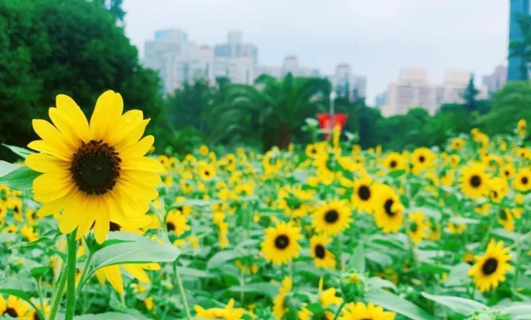 向日葵|在热闹的市中心，这片金黄灿烂的向日葵花海等你邂逅