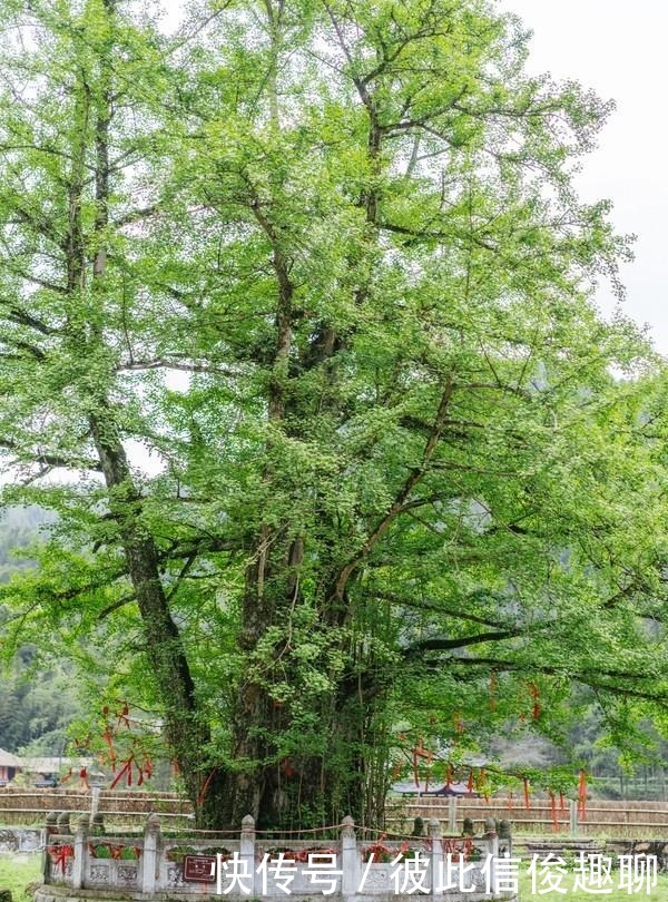 这个寺庙太宁静了，宜春本地人都应该来看一下