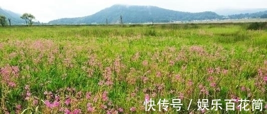 俗称“指甲花”,能染指甲能防蛇,却是“蛇蝎美人”,栽种要小心