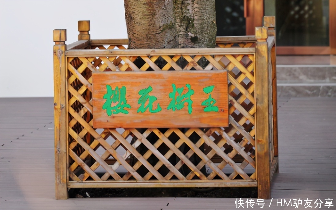 鼋头渚景区内“樱花树王”终于公开了,3月中下旬可以去打卡