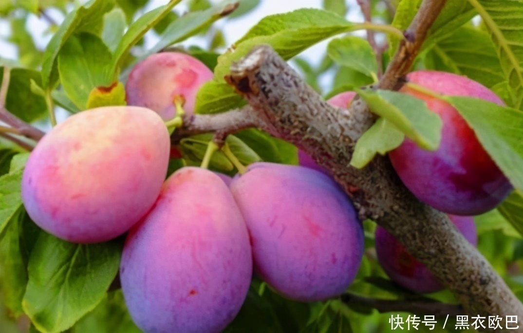 菊花|3种食物，刮油去脂最厉害，尤其是最后一种，很多人都喜欢