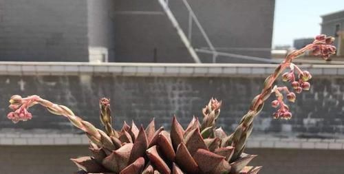 卵型|好养又不易徒长的一款多肉，很多人叫它大和锦，实际上它是酒神