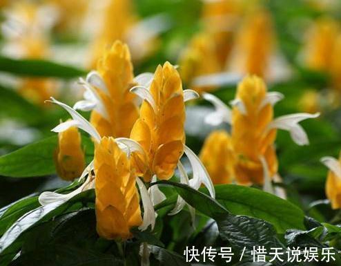 长命花|这“3种花”,又称“长命花”,一养就十几年,还花开“日日红”