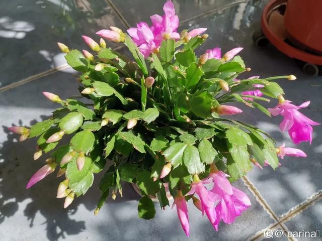 家里养盆虎皮兰,小花盆、挤着养,疯狂开花爆小崽!