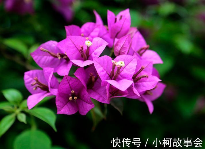 几种花吸甲醛很厉害,养上几盆,室内甲醛没了,生活更舒适!