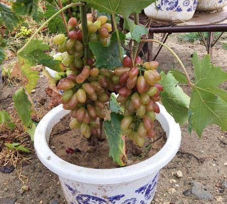 龟背竹|阳台盆栽“葡萄树”,简单种植、养护,来年挂果,采摘1大盆,值