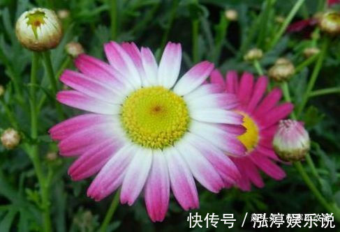 养花试试这几款，净化空气，帮助睡眠，养越多越好！