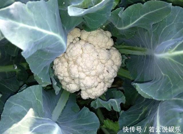 养花不如“种菜”，把“2种菜”种在阳台上，7天出芽，想吃就摘