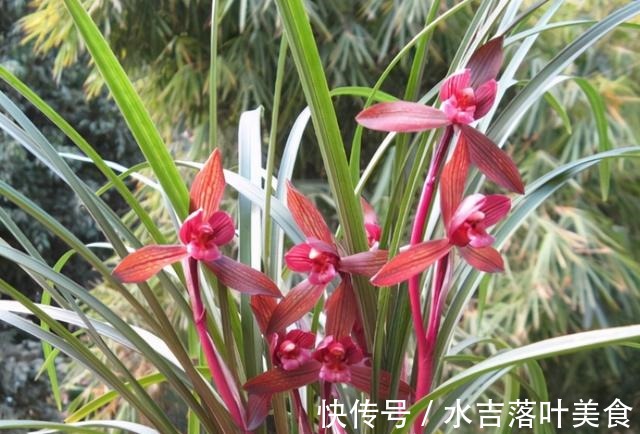 这款兰花,是“老花匠”的最爱,香味馥郁,越看越觉得美!