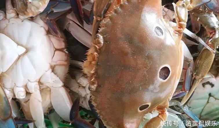 海蟹|开海后常见的海蟹种类有哪些哪种螃蟹最好吃